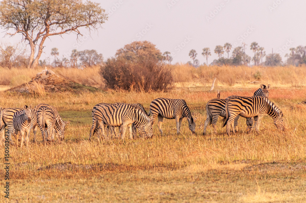 Obraz premium Telephoto shot of a large herd of Burchell's Plains zebras, Equus quagga burchelli, running on the dry lands of the Okavango Delta, Botswana.