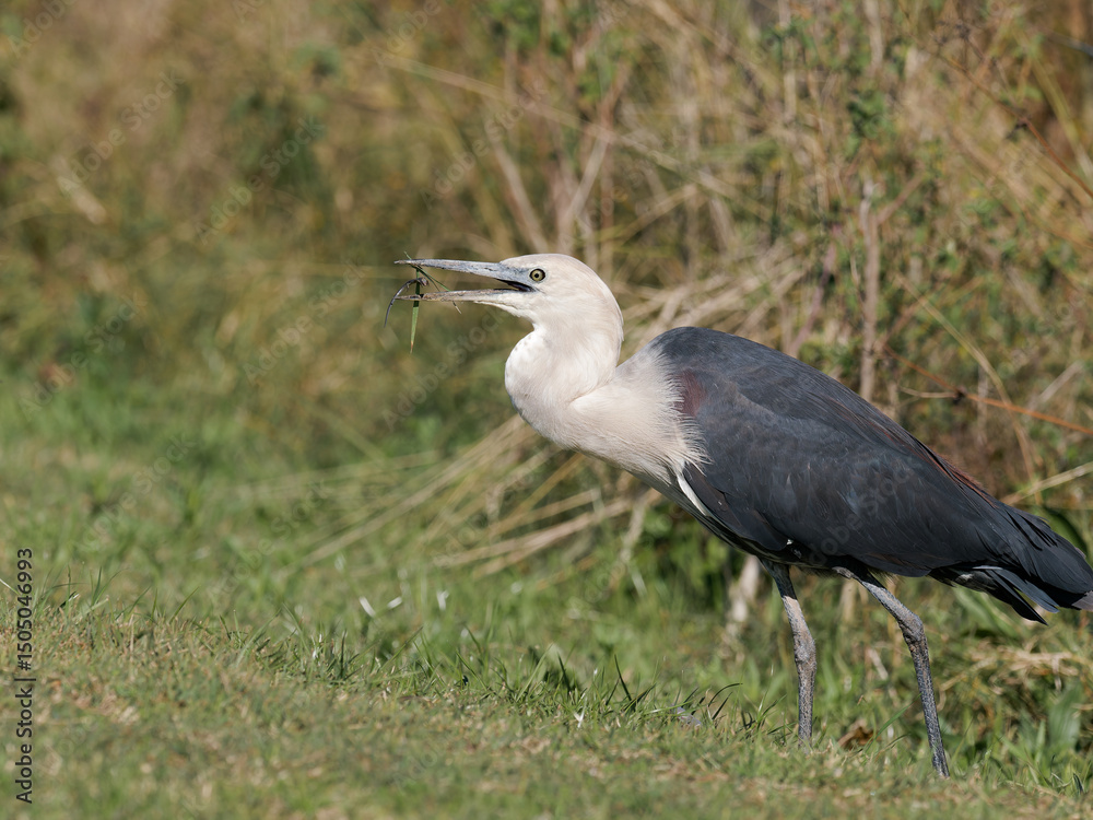 Obraz premium White-necked heron or Pacific heron (Ardea pacifica) standing in long grass eating a small skink lizard