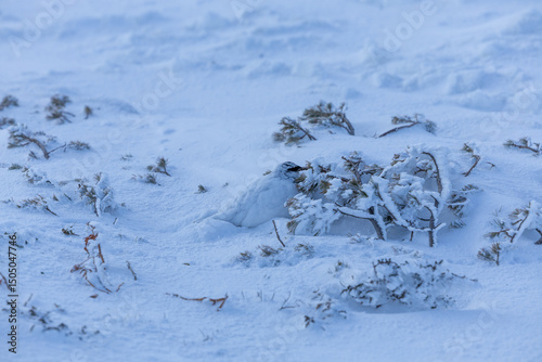 Фотография 立山で春の雪の中、ハイマツの前に佇む雷鳥を撮影。冬毛のまま自然と見事に調和した姿が印象的です。