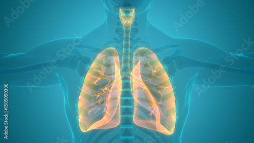 Human Respiratory System Lungs Anatomy