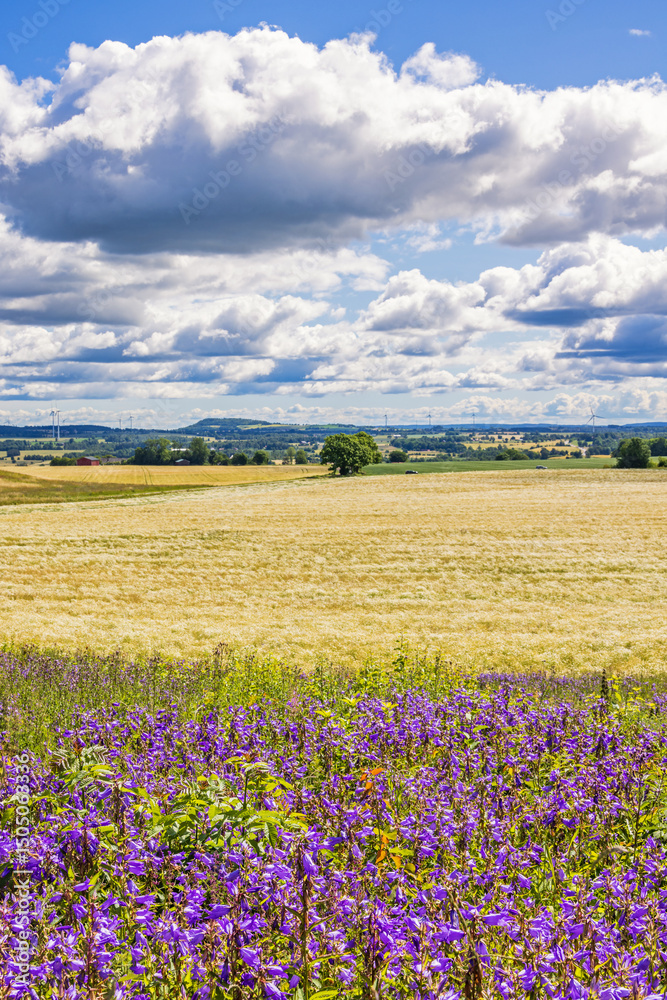 Obraz premium Blooming Nettle-leaved bellflower at a field in the countryside