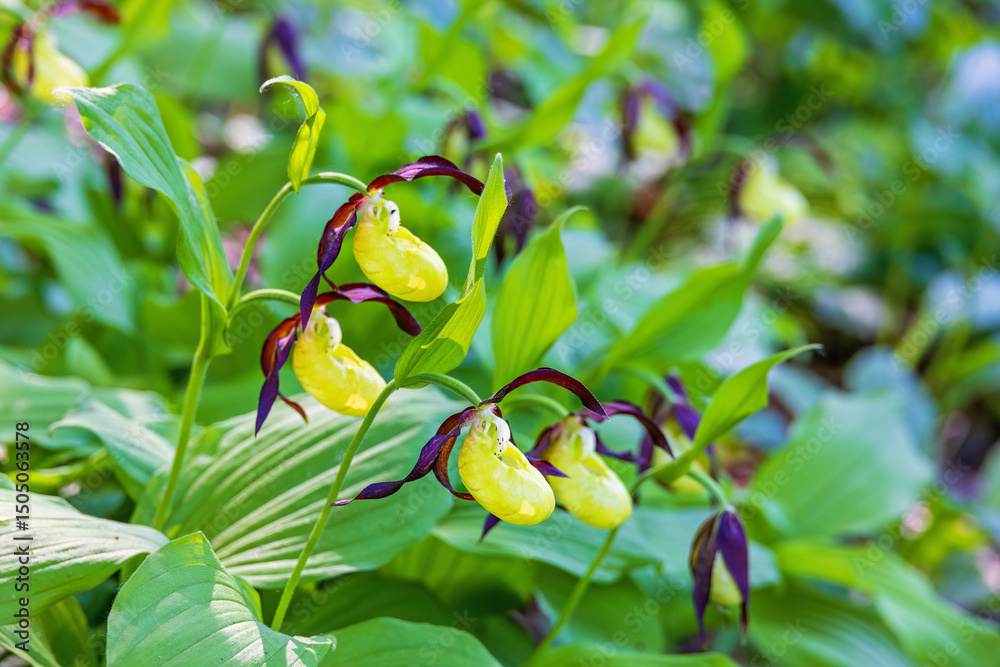 Obraz premium Flowering lady's-slipper orchid in a woodland