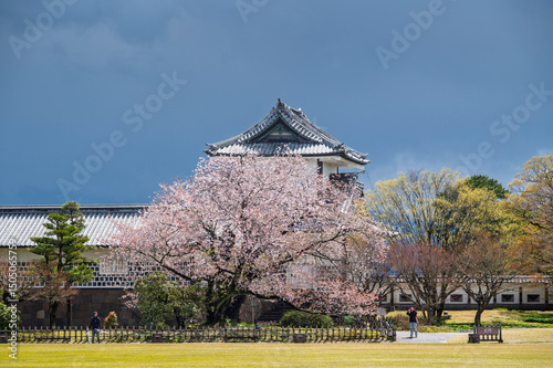 Sukura tree row in kanazawa castle and kenrokuen garden, Kanazawa, Japan photo