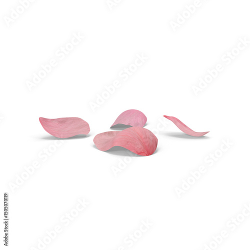 Photos Petal Roses Pink isolated on transparent background