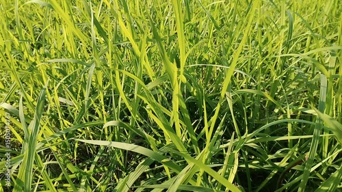 Brachiaria mutica grass (Urochloa mutica) exposed to sunlight. The grass is cultivated for animal feed. photo