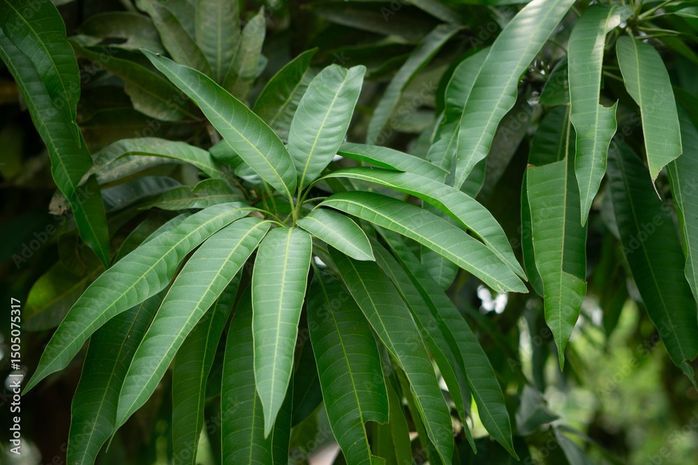Fototapeta premium Lush green mango leaves densely packed in a natural environment.