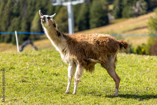 Alpaca at Alpe di Siusi in Southtyrol, Italy photo