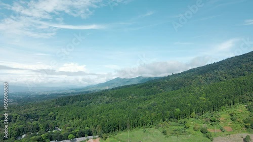 Drone 4K Landscape of Lush Pine Forest on Mountain Slope


