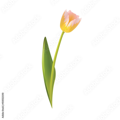 A single realistic tulip illustration against a white background