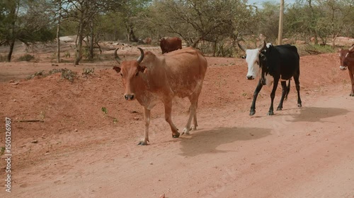 Herd of zebu cows walk along sandy road somewhere near settlement in savannah. Free range cattle. Slow motion