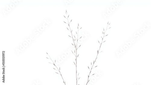 Bundle of willow twigs isolated against white background, no shadows, clipping path provided