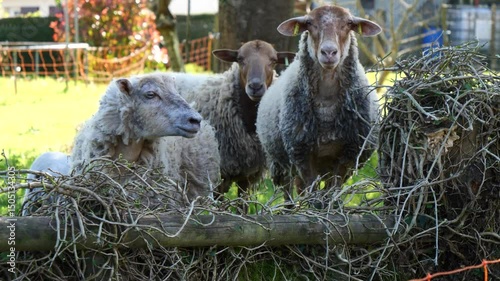 Three sheep standing in a field with a fence in the background. The sheep are eating grass and looking at the camera