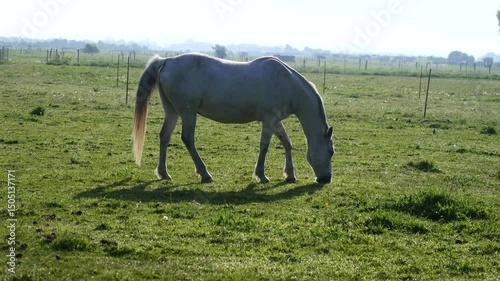 Horse is grazing in a field