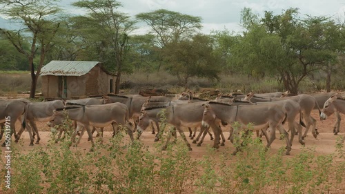 Large herd of donkeys walks along sandy road in savannah. Slow motion. Poor hut of local settlement among african low-growing acacias