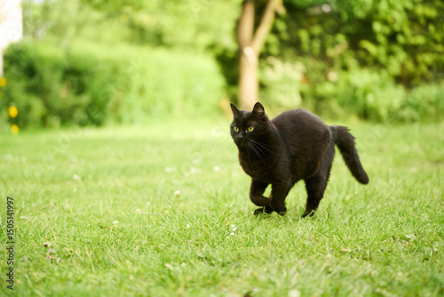 Black cat strolling on green grass outdoors