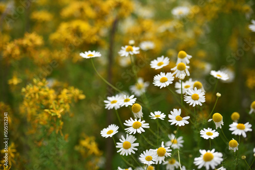 Fototapeta Naklejka Na Ścianę i Meble -  delicate flower of white chamomile. Matricaria chamomilla, white wildflowers. beautiful white chamomile flowers on a green field close-up on a summer day. floral background. beauty of nature