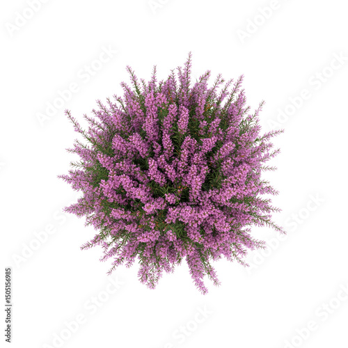 Aerial View of a Lush Pink Heather Bush