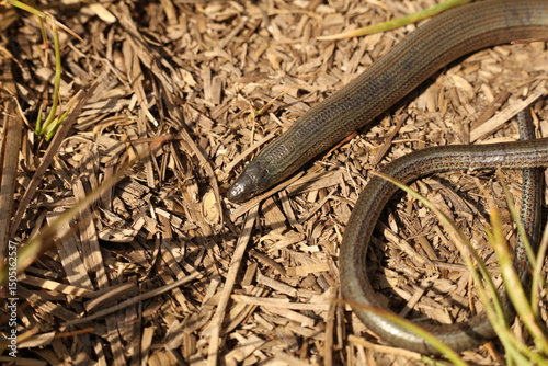 Foto Anguis fragilis, the common slow worm, a legless lizard