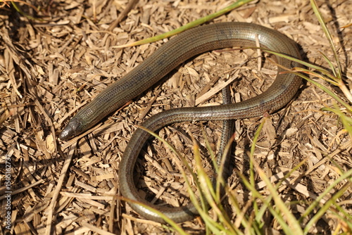 Photos Anguis fragilis, the common slow worm, a legless lizard