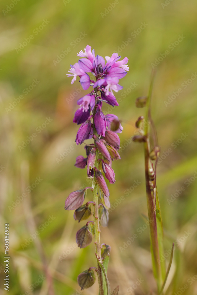 beautiful purple flowers of Polygala comosa in the meadow beautiful purple flowers of Polygala comosa in the meadow