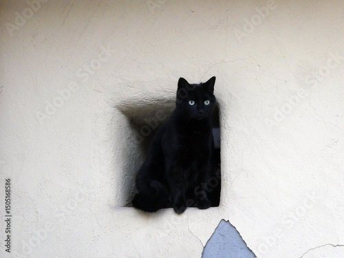 Schwarze Katzt in Kellerfenster
