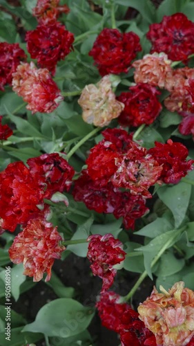 Beautiful red tulips blooming in a garden during springtime