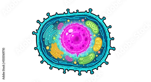 Eukaryotic Cell Structure - Detailed Scientific Illustration