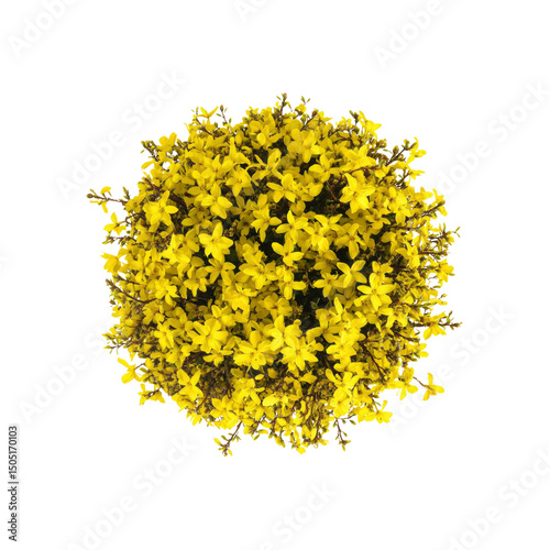 Aerial View of a Lush Yellow Forsythia Bush in Full Bloom