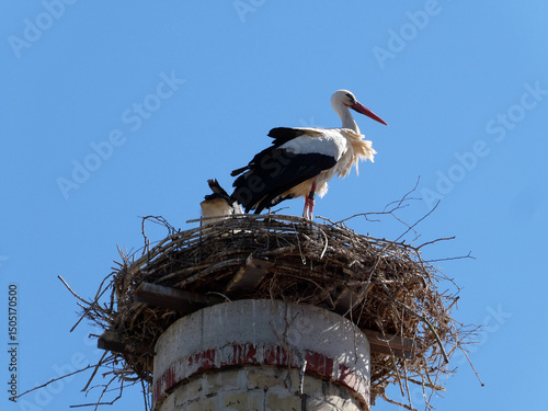 Störche im Nest auf Kamin