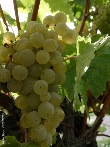 Müller Thurgau Trauben im Weinberg