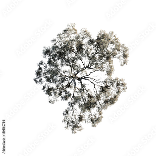 Aerial View of a Tree Canopy Abstract Nature Photography