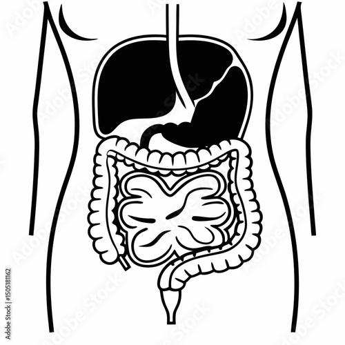 Line drawing of organs affected by excessive abdominal fat