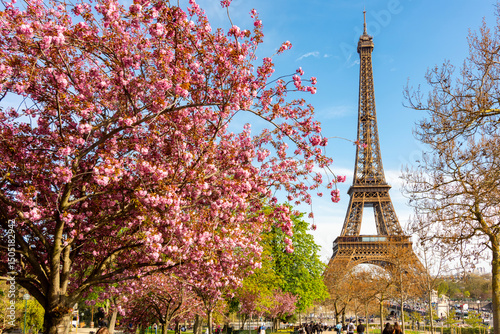 Wallpaper Mural Eiffel Tower and blooming cherry trees in Trocadero in spring, Paris, France Torontodigital.ca