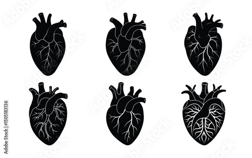 anatomical heart silhouette ,anatomical heart vector clip art flat design,