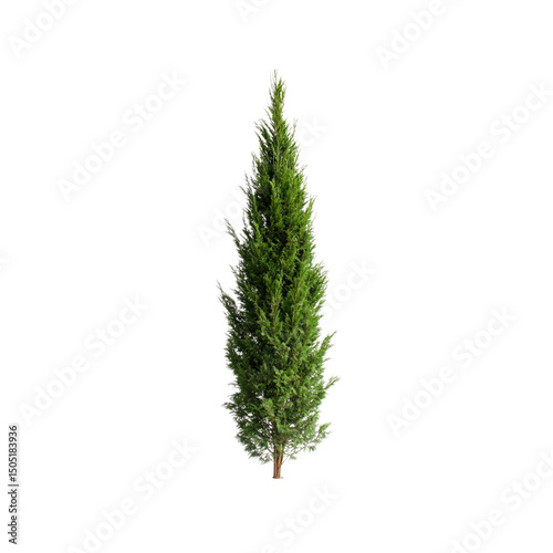 Tall, Slender Evergreen Tree Isolated on Transparent Background