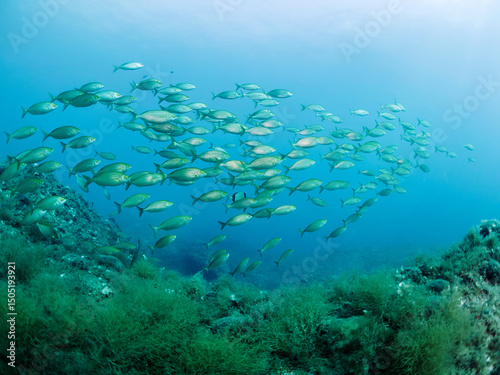 school of salpa fish swimming near seabed covered in algae, concept of marine wildlife