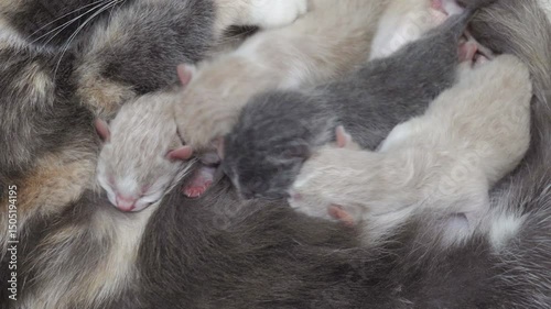 cat feeding kittens, newborn kittens, mother cat feeding her kittens, family of cats