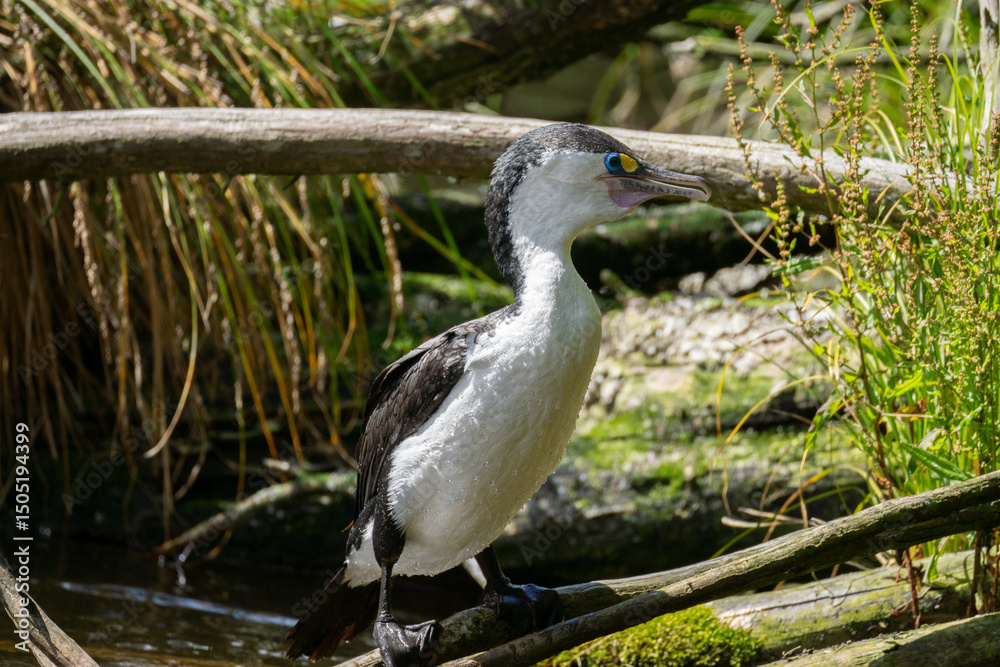 Fototapeta premium Pied Cormorant (Phalacrocorax varius) standing on a branch in the water