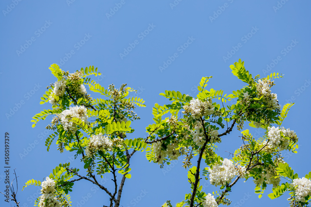 Fototapeta premium 美しいニセアカシア（マメ科）。 英名学名：Locust tree, Robinia pseudoacacia. 神奈川県横浜市三ツ池公園-2025 