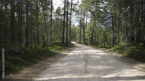 Wallpaper Mural Walk through coniferous forests in the sand dunes of the Baltic. A popular place for active recreation of residents and tourists in Latvia. High quality 4k footage Torontodigital.ca