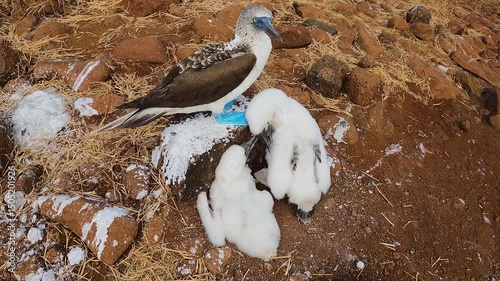 A blue-footed booby tends to its fluffy chicks on rocky terrain in the Galápagos Islands, Ecuador. Captured in a close-up view, this wildlife scene showcases natural parenting and rare bird behavior.