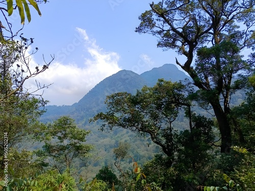 trees in the mountains