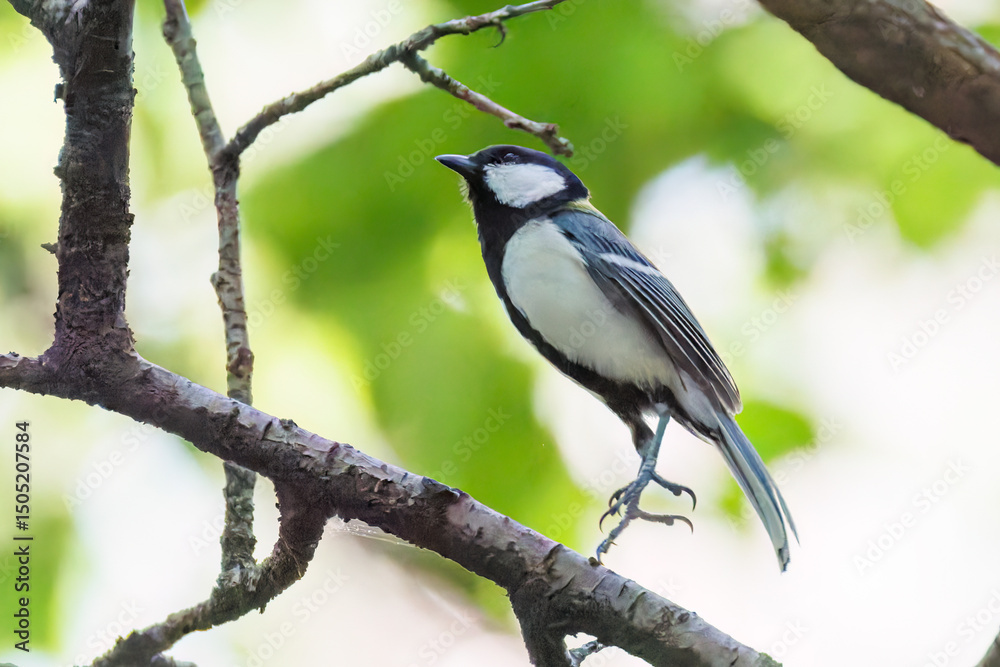 Fototapeta premium 可愛いシジュウカラ(シジュウカラ科) 英名学名:Japanese Tit (Parus minor, family comprising tits). イモムシを捕まえている。 神奈川県横浜市三ツ池公園-2025
