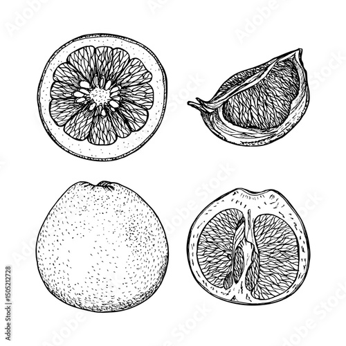 Grapefruit botanical sketch illustration set for natural wellness, medicinal garden, essential oil aromatherapy, and eco cooking. Hand-drawn engraving outline illustration on white background