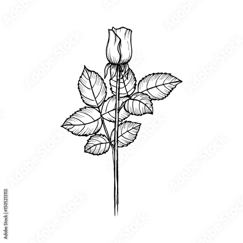 Rose flower vintage sketch drawing. Engraved plant illustration for use in wellness, natural cosmetics, culinary herbs, and garden decor. Hand-drawn floral vector clipart isolated on a white