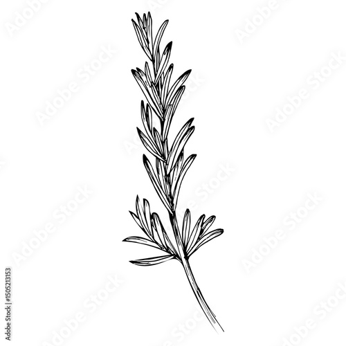 Rosemary herb outline sketch illustration. Healthy botanical drawing in engraving style for organic cooking, garden care, and aromatherapy. Hand-drawn vector clipart isolated on white background