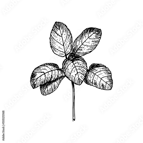 Sage herb engraved drawing. Natural outline sketch in botanical style for cooking, spa, medicinal tea, and garden beauty. Hand-drawn vector floral clipart on white background
