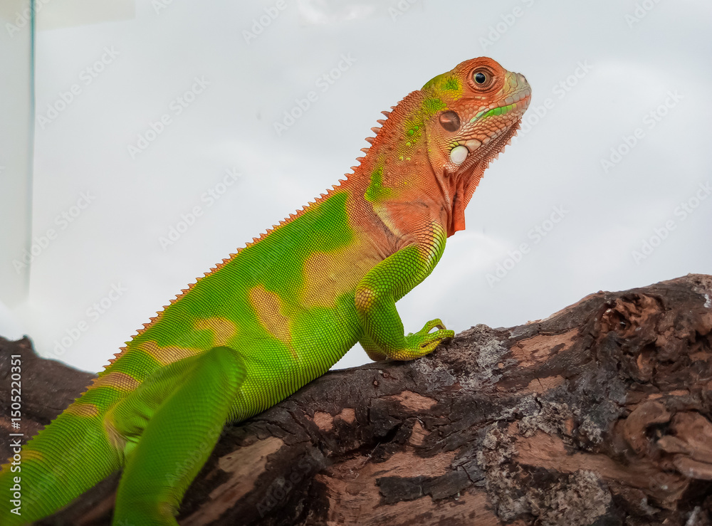 Obraz premium Close up photo of juvenile red green iguana
