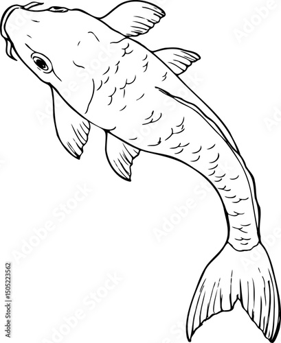 Hand drawn vector line Illustration of Koi carp fish isolated on a white background.