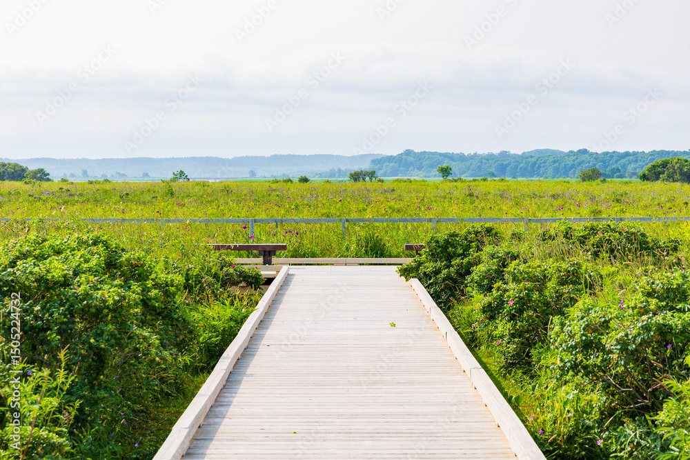 Obraz premium 日本の風景・夏 北海道 小清水原生花園